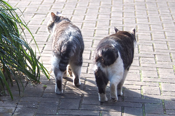 クロムとタンタルのむっちりお尻