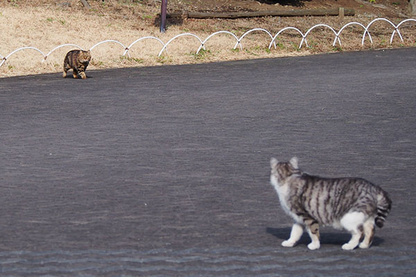 クラタンを見ているクロム