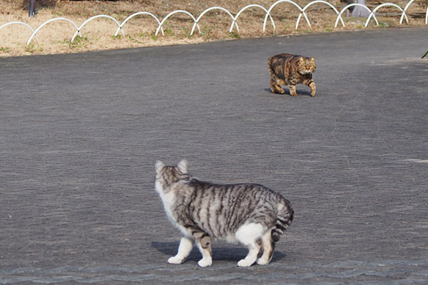 クロムは動かずにずっと見ています