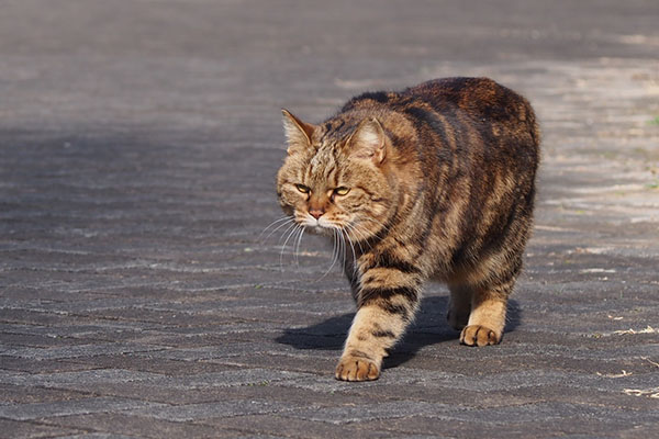 クラタン　弟たちを見てる