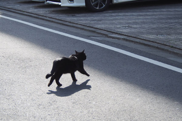 モノ太　道路を渡る