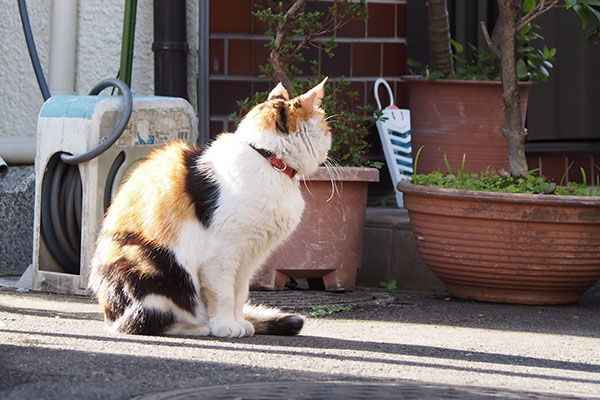 モモ　横見てる