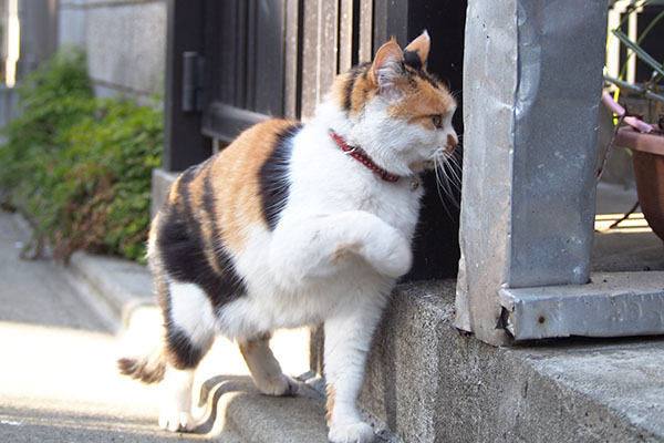 モモ　前足でちょいちょい