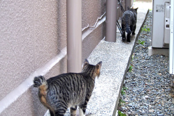 シマヲ　振り向きもせず去る