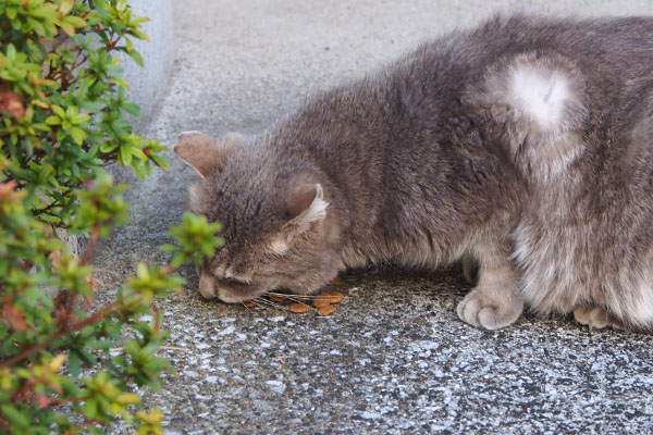 グリ　食べる