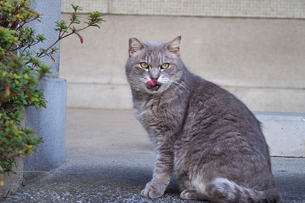 グリ　ぺろんちょ