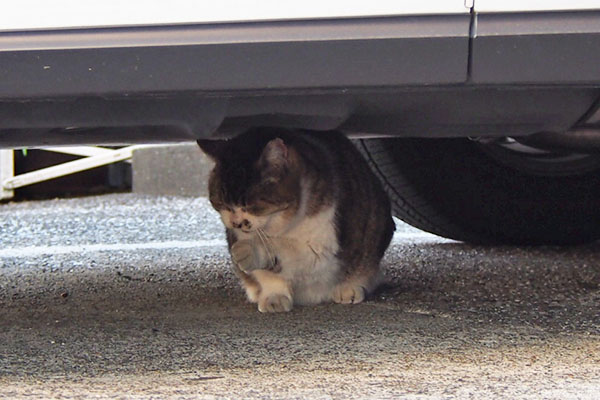 もも　車の下正面