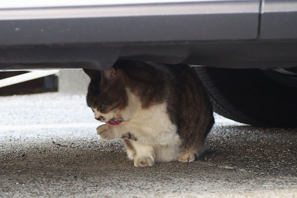 もも　車の下正面２