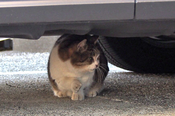 もも　車の下正面３