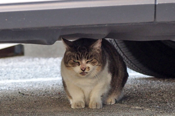 もも　車の下正面ラスト