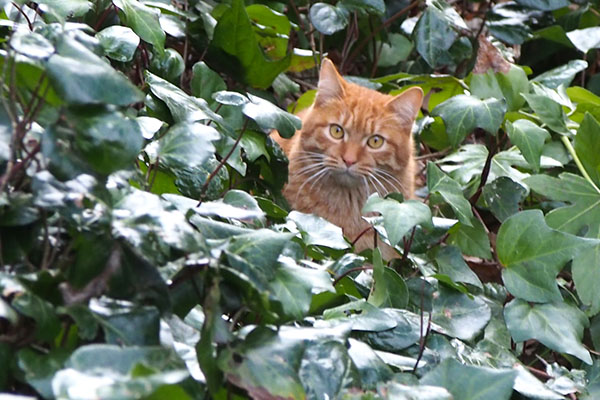 ginger boy cute face