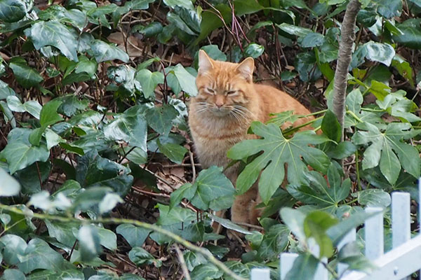 茶トラボーイ　シブシブ顔２