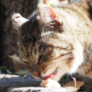 fox eating chiao churu