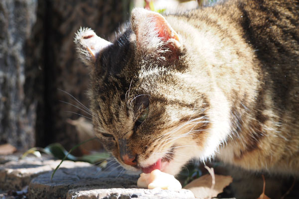 fox eating chiao churu