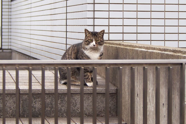 グリエリアに初猫　キジ白　アシメ