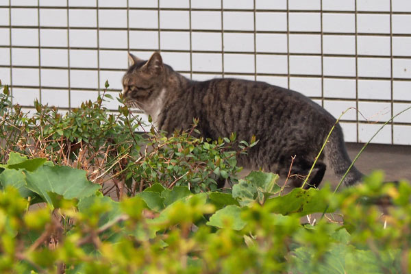 アシメ　逃げる