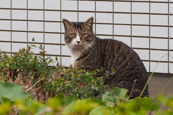 アシメ　ちょっと気になる