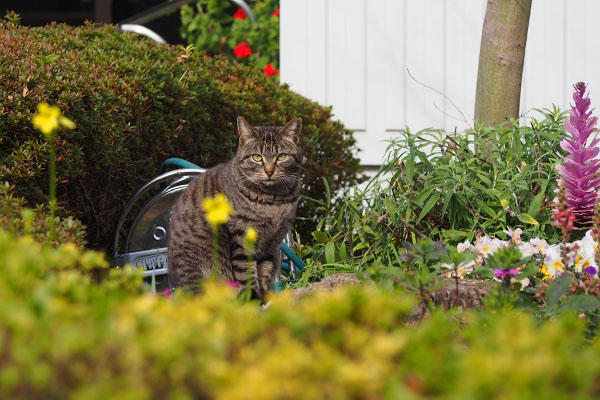 キジトラ猫さん　ポポ