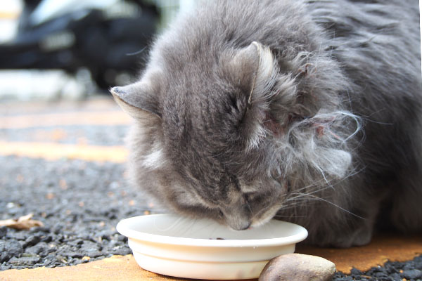 食べるマフ　左頬に傷