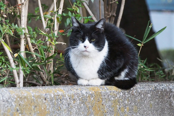 ポチ　目付きが変化