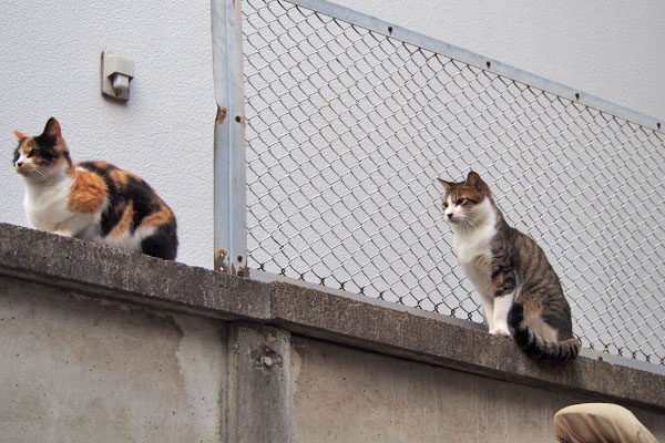 コルビとれもん　見てる