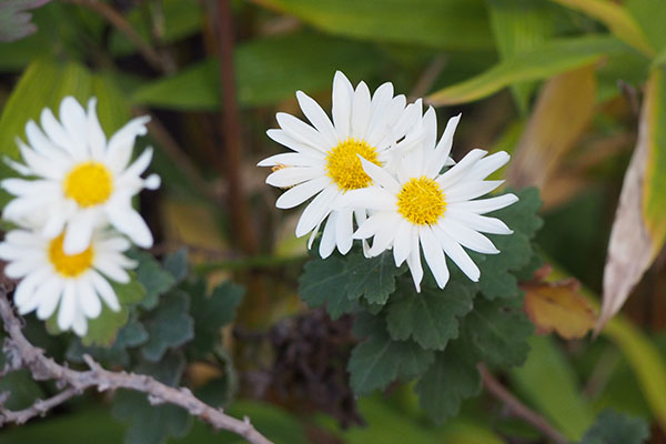 flower white