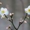 ume flower white