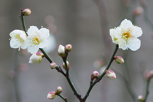 ume flower white