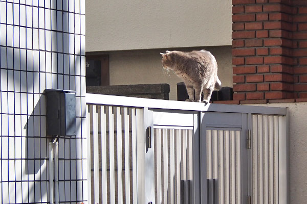 グリ　塀の上