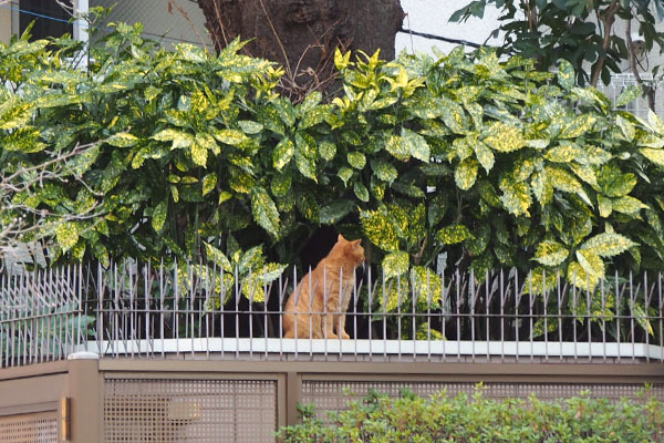 茶トラ　柵の向こう