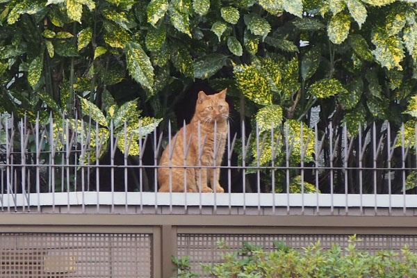 茶トラ　柵の向こう４