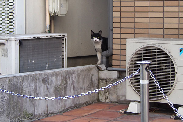 家の隙間から　こまち