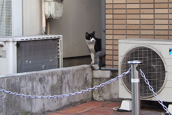 家の隙間から　こまち　確認