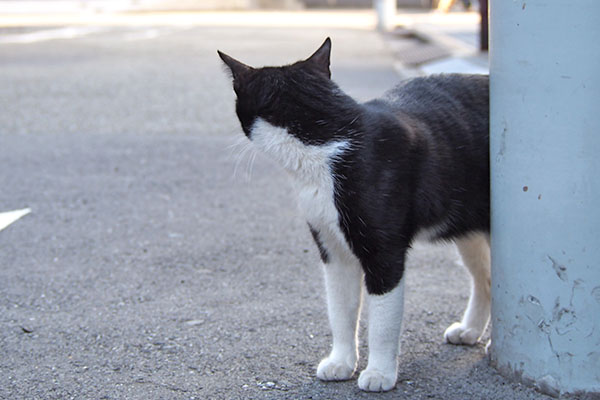 こまち　道路の端　後ろ確認