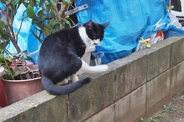 こまち　すねて塀の上で足をなめる