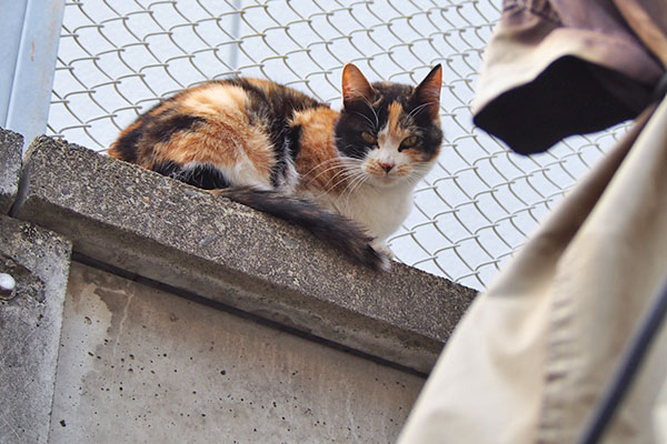 れもん　定位置は塀の上