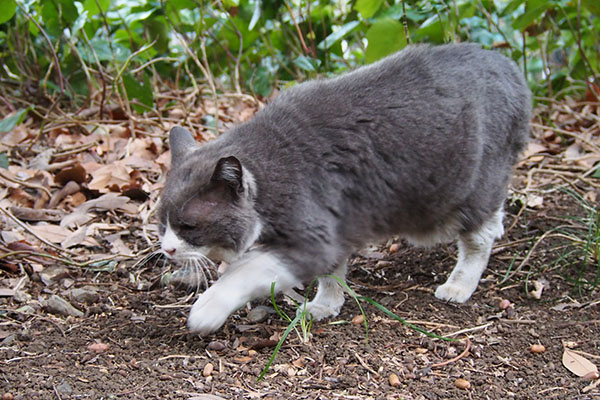 オット　とてとて