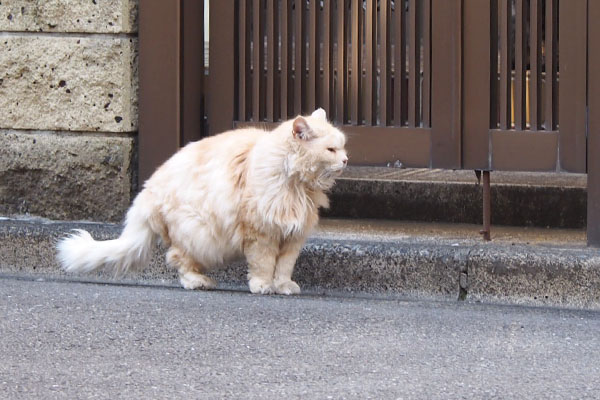 ナリコマ　行先を考え中