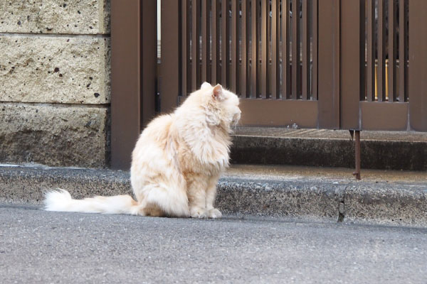 ナリコマ　写真撮らないでにゃ