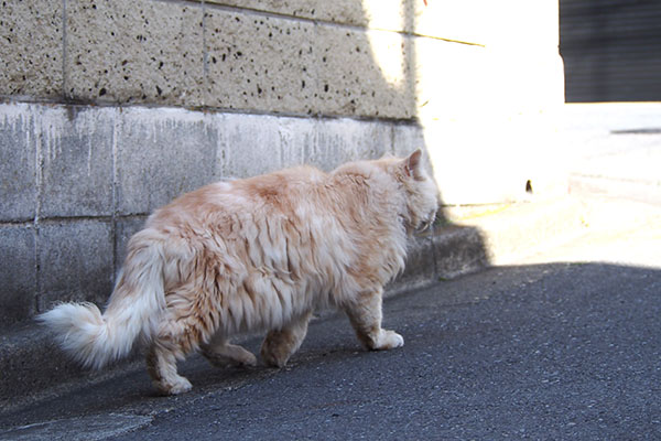 ナリコマ　歩く　光の方へ