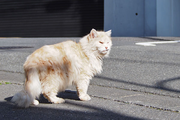 ナリコマ　止まって右見る