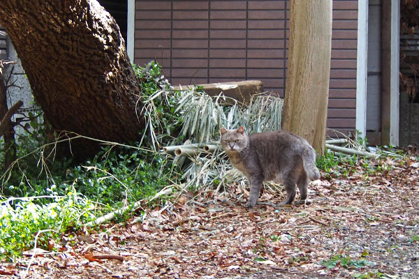 グリ　大きな木の横に