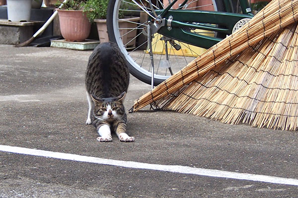 ホット　前足伸ばして