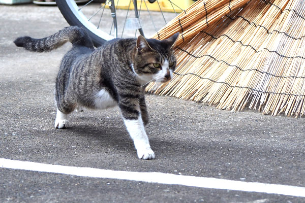 ホット　伸びながらモノ太を見る