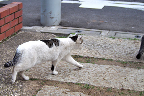 しろまる　ホットに接近