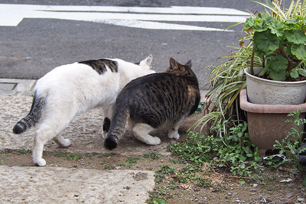 ホットがしろまるを歓迎