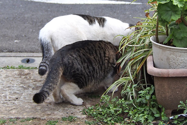 Hot and Shiromaru Tails