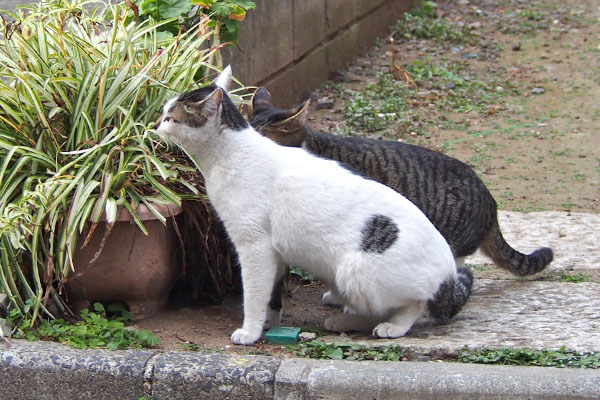 しろまるとホット並んで