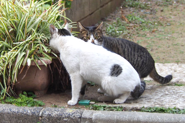 ホット　こちらが気になる