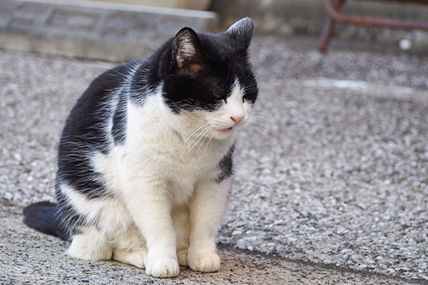 suzu sitting